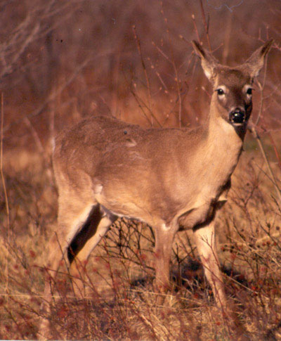 White-tailed Deer