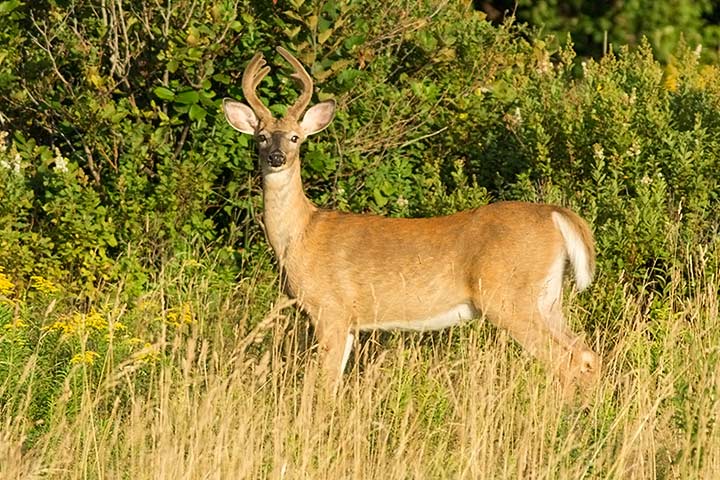 White-tailed Deer