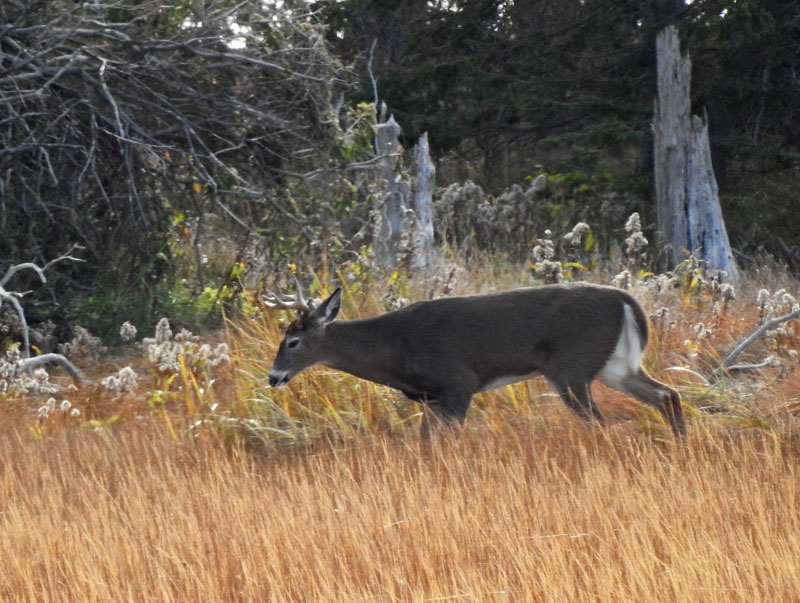 White-tailed Deer