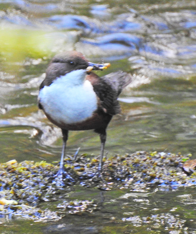 White-throated Dipper