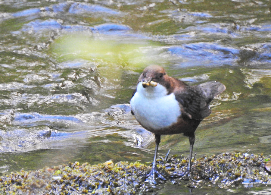 White-throated Dipper