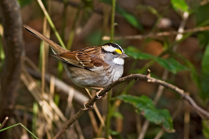 White-throated Sparrow