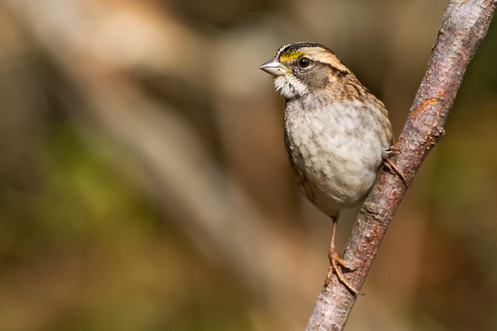 White-throated Sparrow