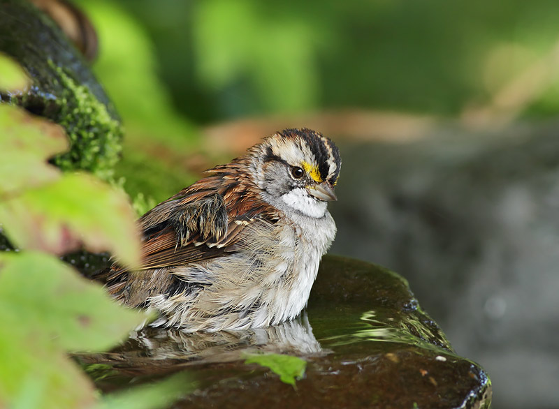 White-throated Sparrow