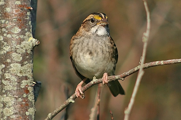 White-throated Sparrow
