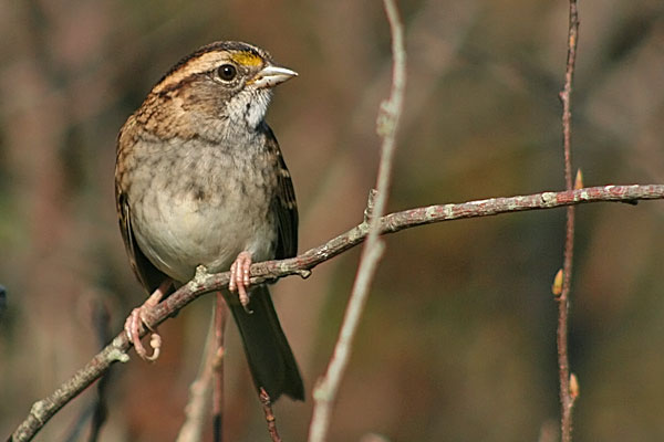 White-throated Sparrow