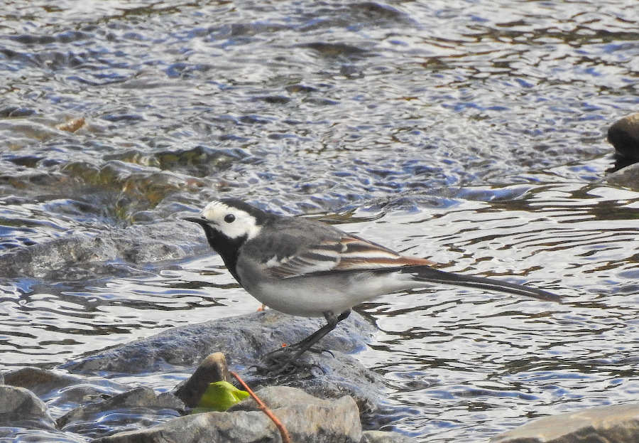 White Wagtail
