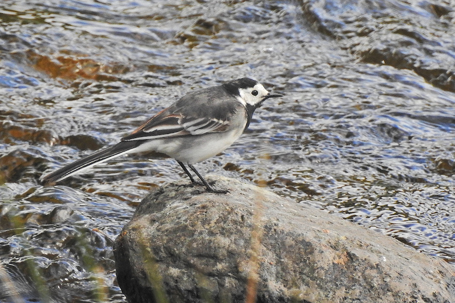 White Wagtail