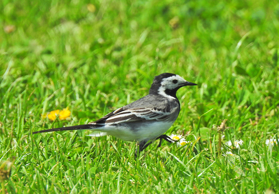 White Wagtail