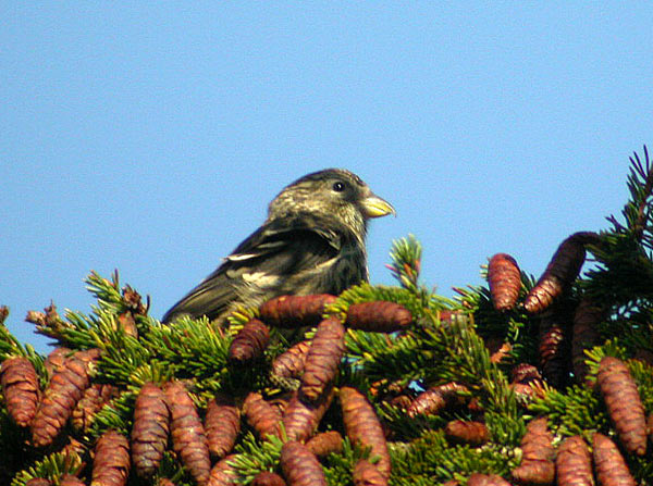 White-winged Crossbill