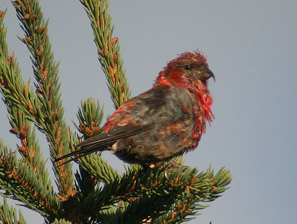 White-winged Crossbill