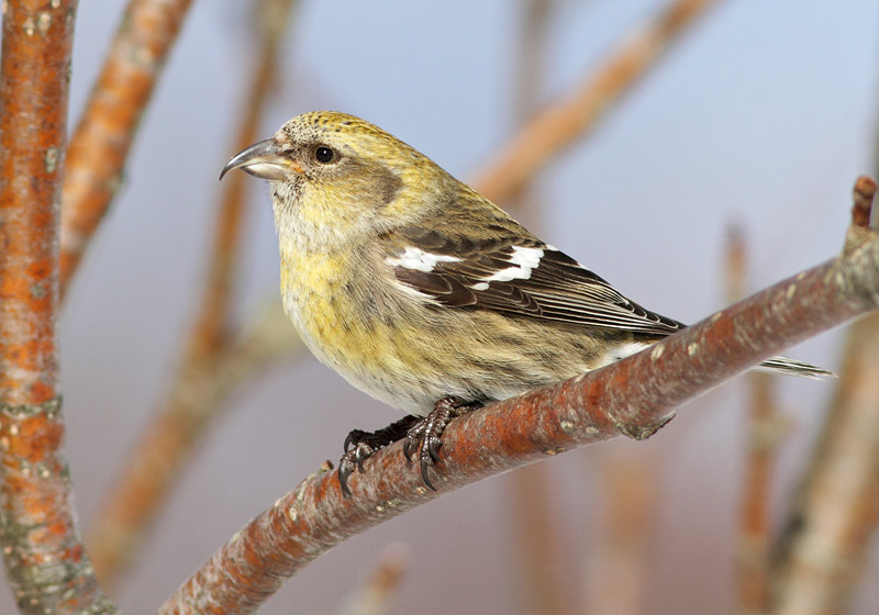 White-winged Crossbill