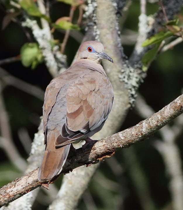 White-winged Dove