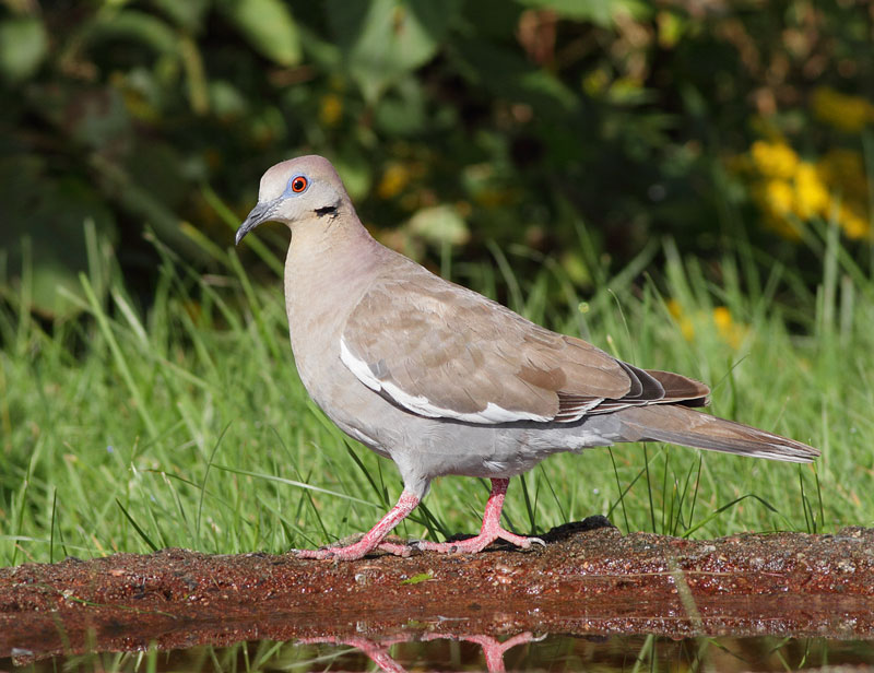White-winged Dove