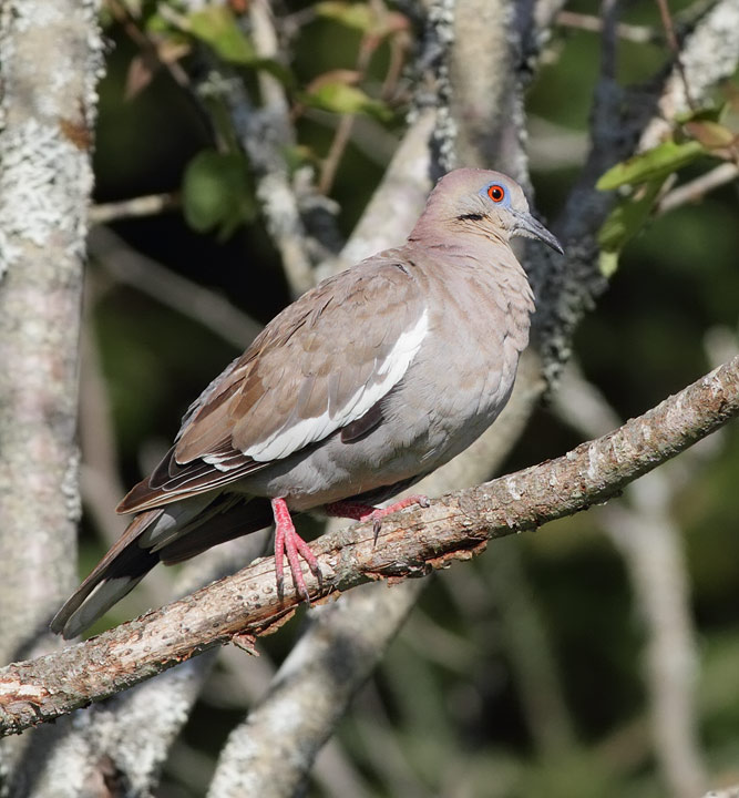 White-winged Dove
