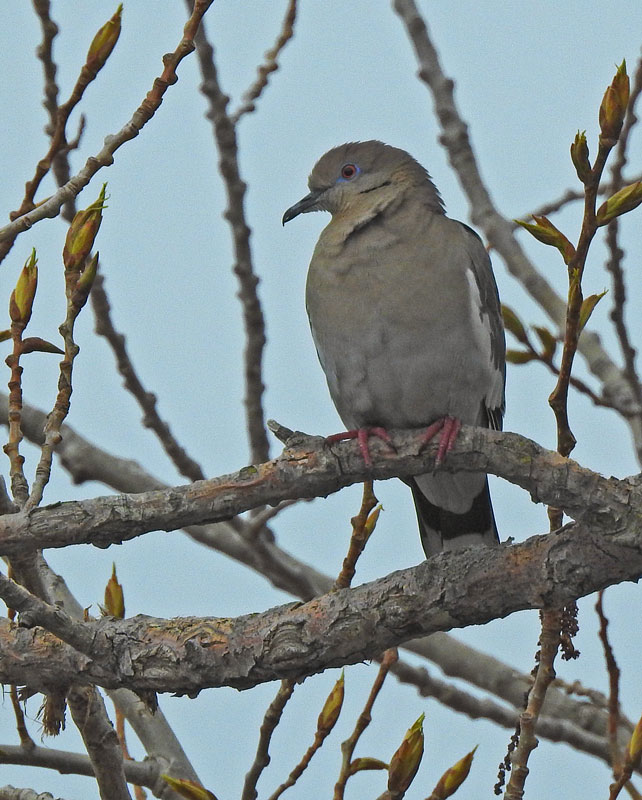 White-winged Dove