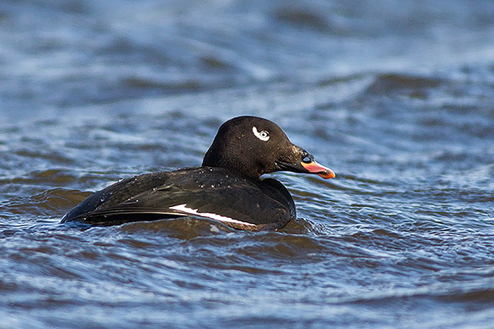 White-winged Scoter