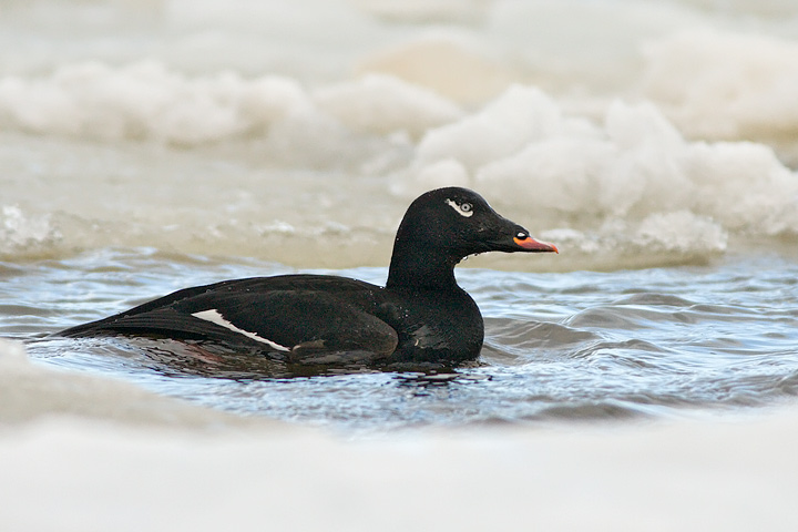 White-winged Scoter