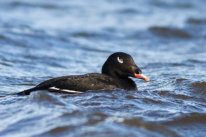 White-winged Scoter