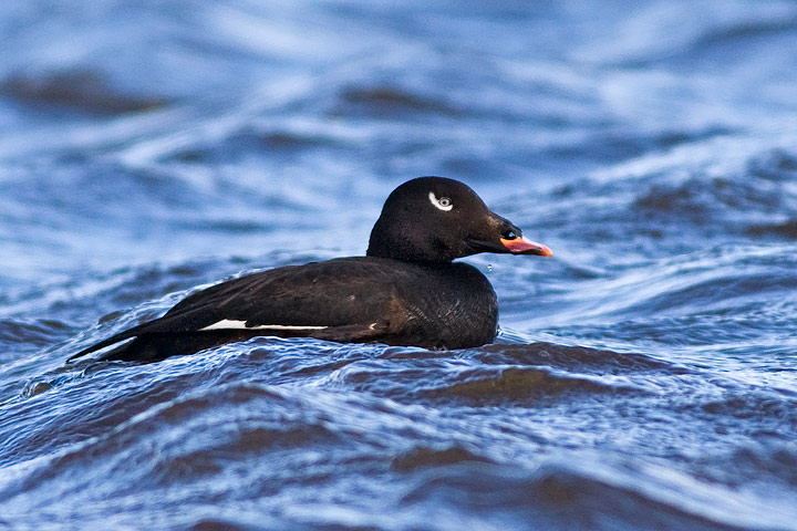 White-winged Scoter