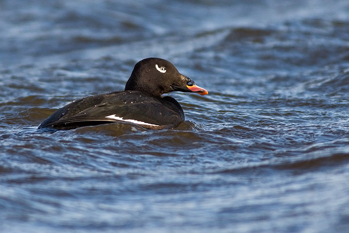 White-winged Scoter
