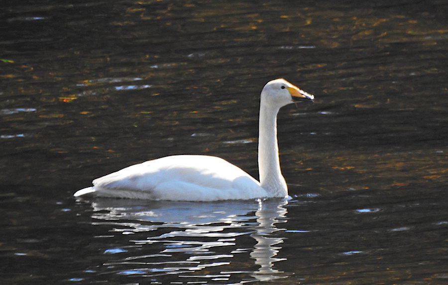 Whooper Swan