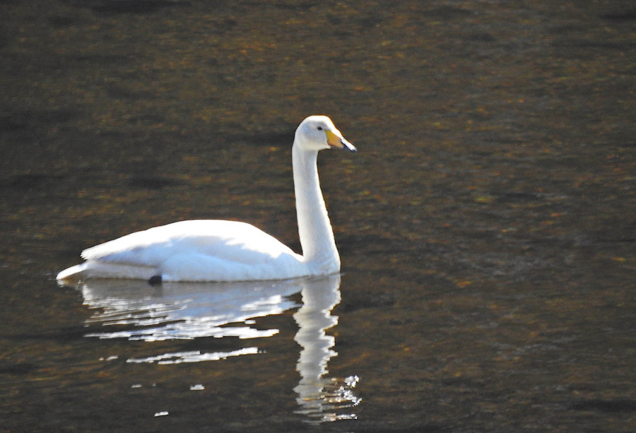 Whooper Swan