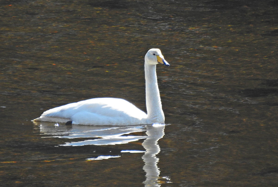Whooper Swan