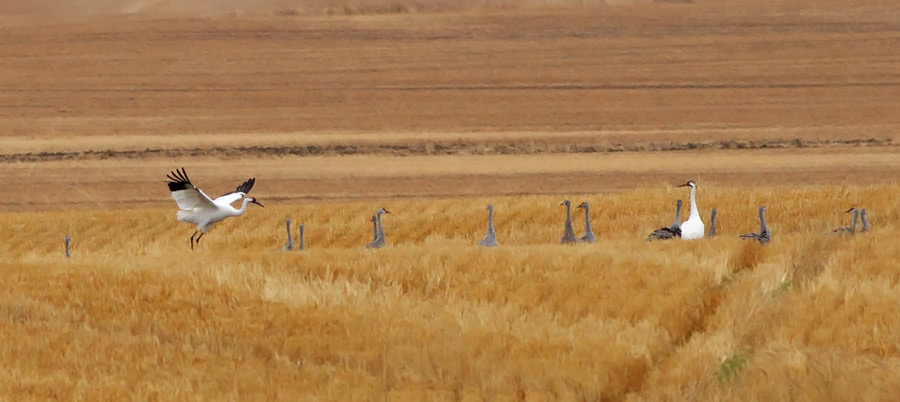 Whooping Crane