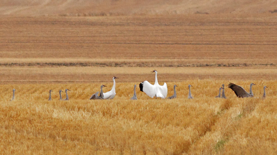 Whooping Crane