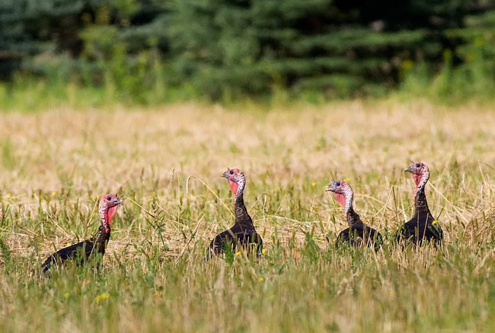 Wild Turkey