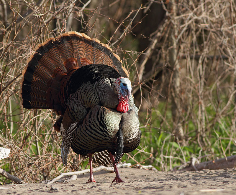 Wild Turkey