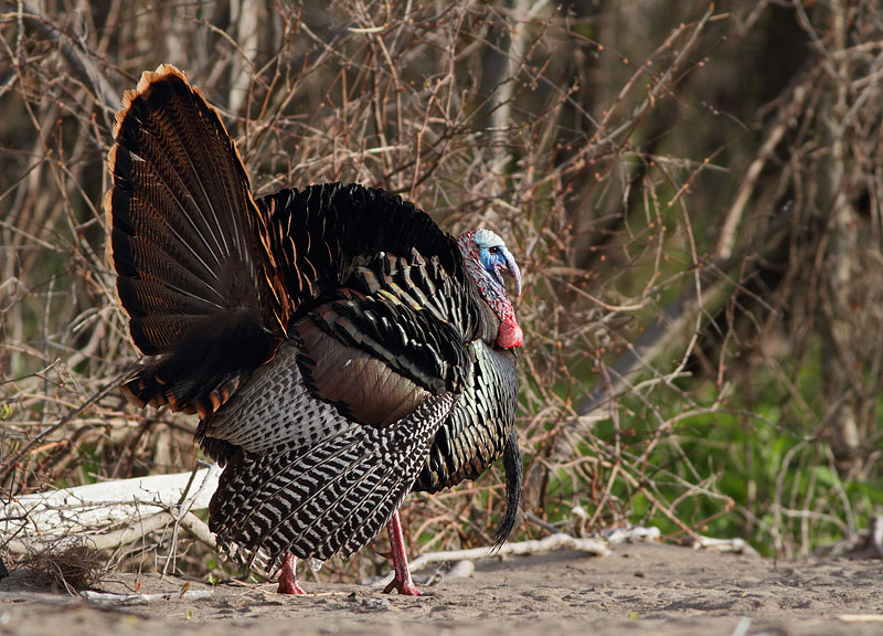 Wild Turkey