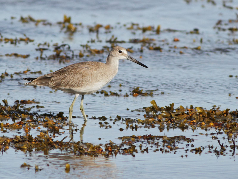 Western Willet