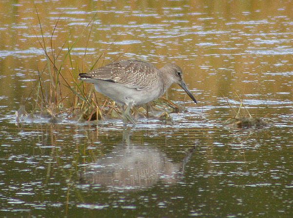 Willet