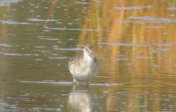 Willet