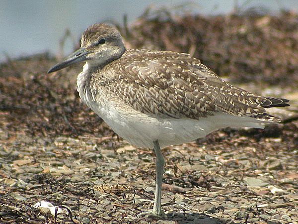 Willet