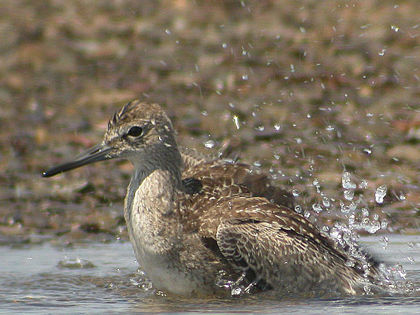 Willet