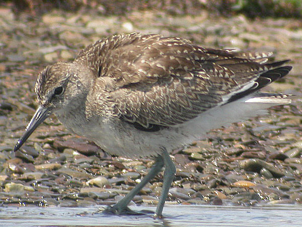 Willet