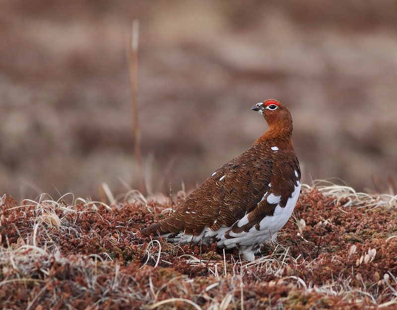 Willow Ptarmigan