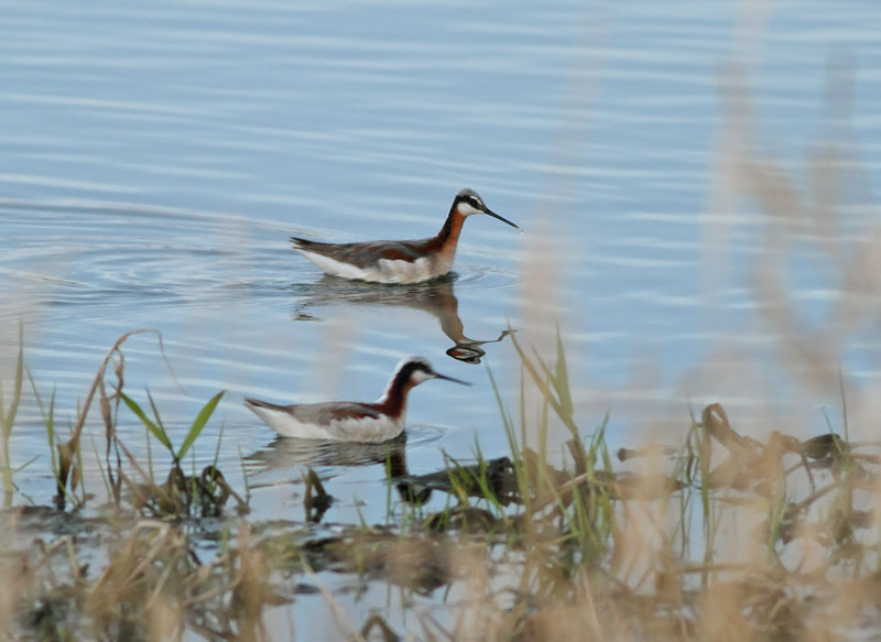 Wilson's Phalarope