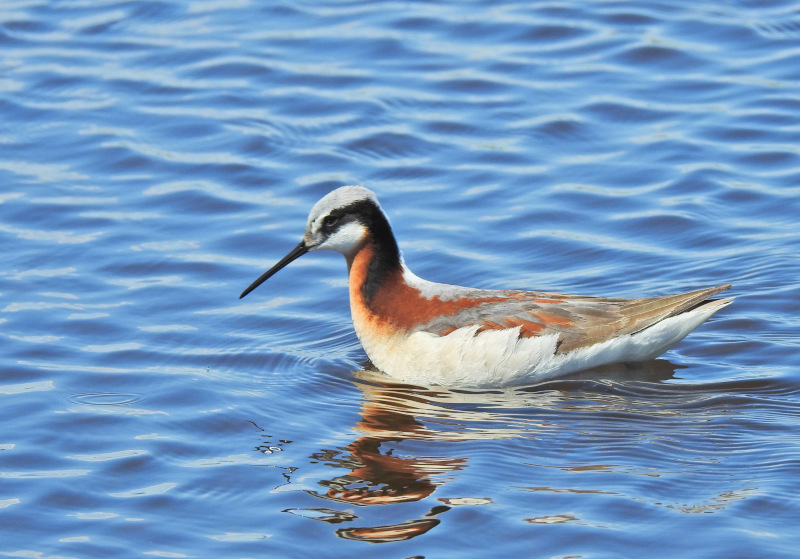 Wilson's Phalarope