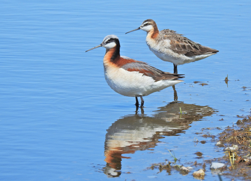 Wilson's Phalarope
