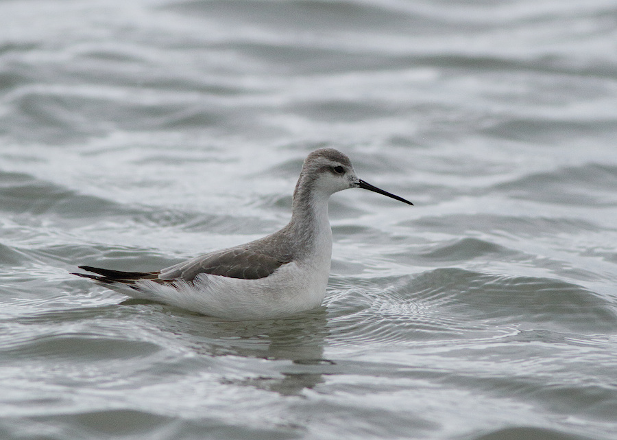 Wilson's Phalarope