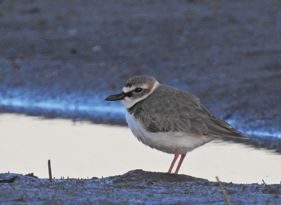 Wilson's Plover