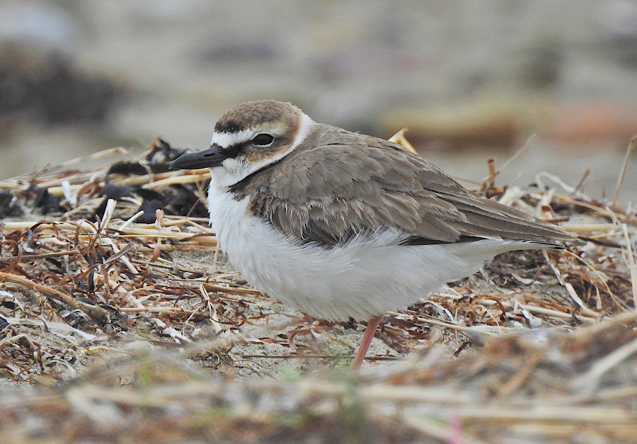 Wilson's Plover