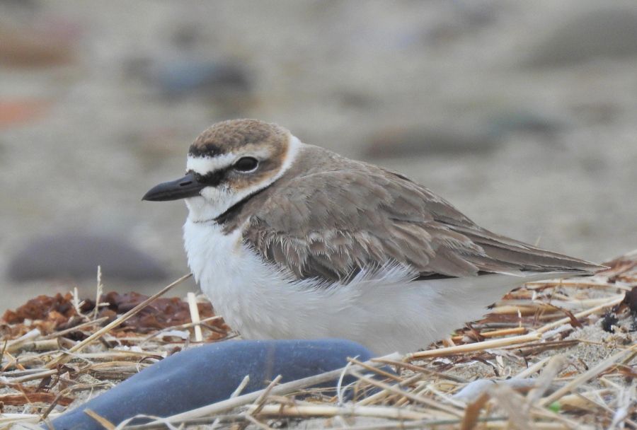Wilson's Plover