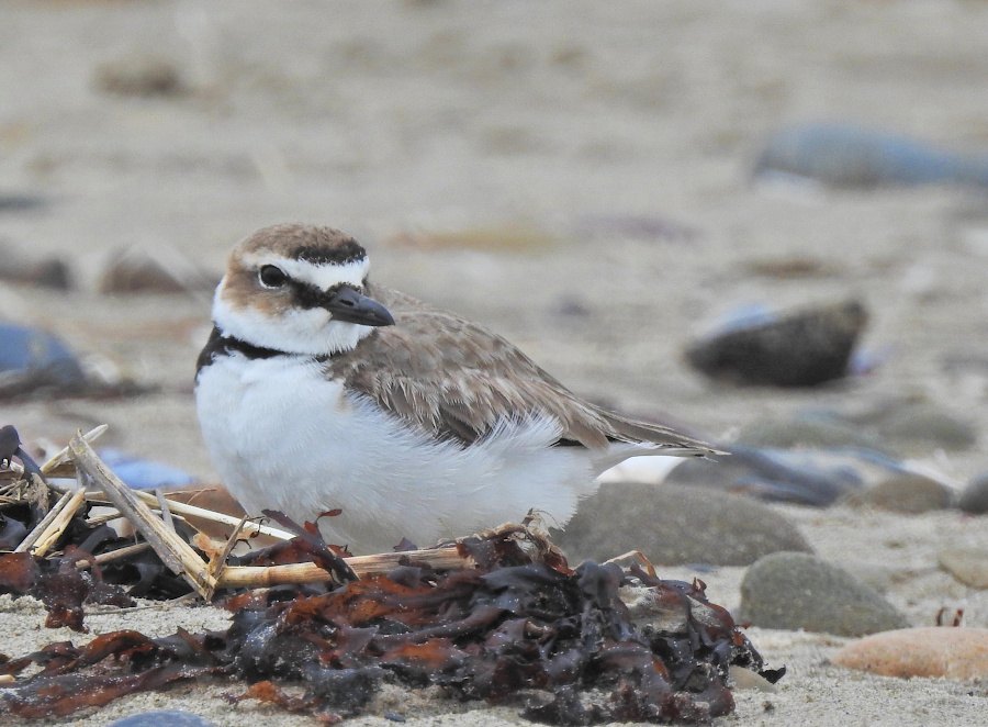 Wilson's Plover
