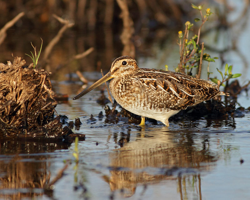 Wilson's Snipe