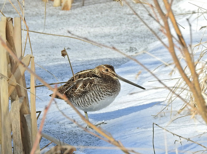 Wilson's Snipe